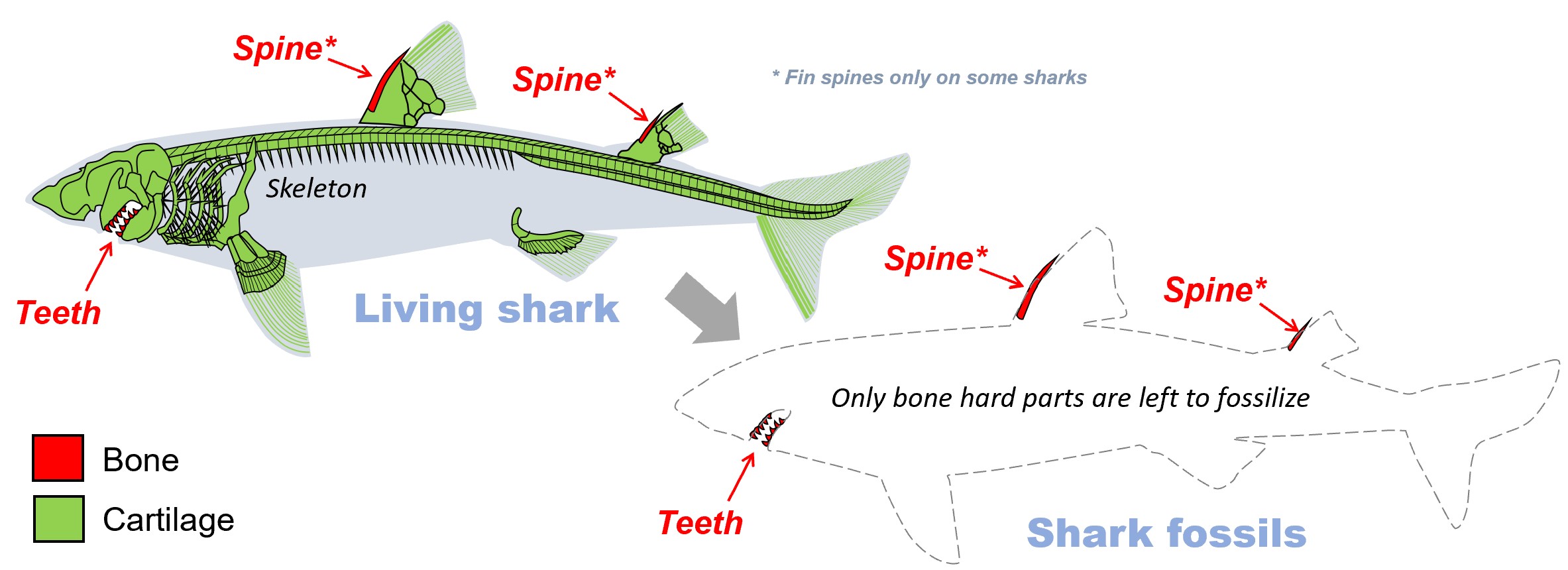 Shark hard parts